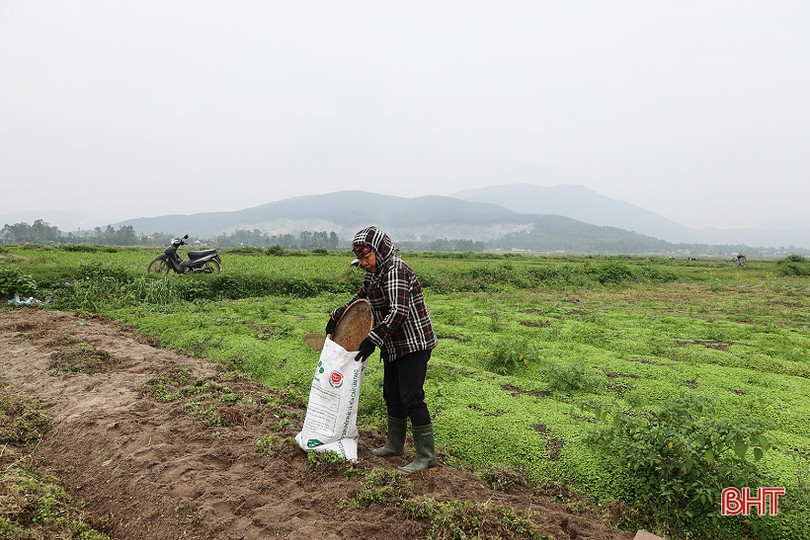 Hành tăm được giá, nông dân Hà Tĩnh thu hoạch tới đâu bán hết tới đó ảnh 4 Hành tăm được giá, nông dân Hà Tĩnh thu hoạch tới đâu bán hết tới đó