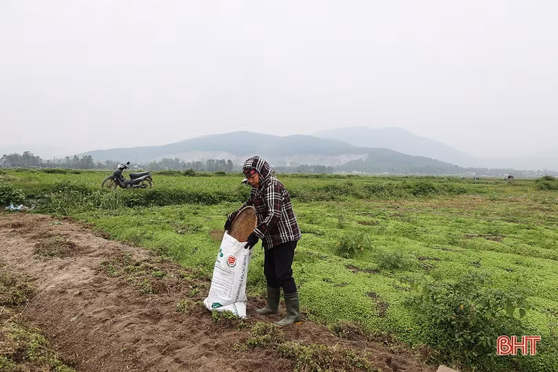 Hành tăm được giá, nông dân Hà Tĩnh thu hoạch tới đâu bán hết tới đó