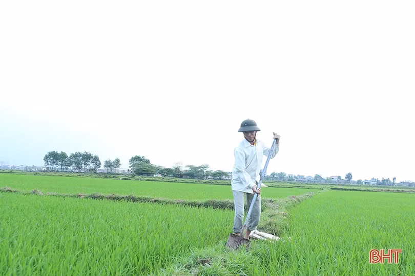 Chuyên gia cảnh báo các dịch bệnh trên đồng ruộng Hà Tĩnh