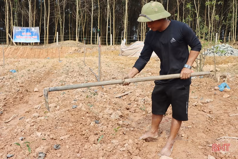 Thanh niên hoàn lương, trồng cây dược liệu ba kích trên đất đồi Kẻ Gỗ