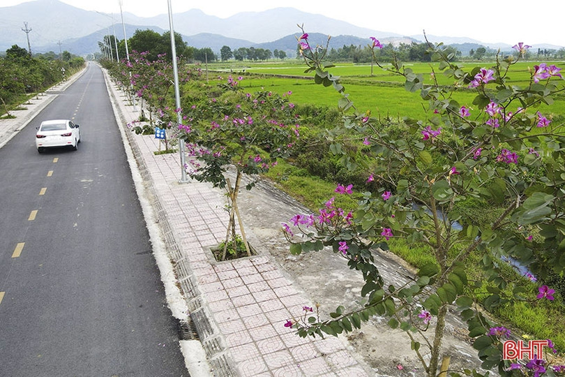 Vẻ đẹp của hoa ban trên cung đường dẫn tới Hoan Châu đệ nhất danh lam 