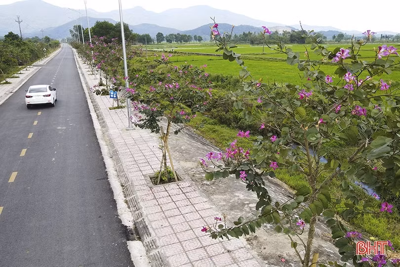 Vẻ đẹp của hoa ban trên cung đường dẫn tới Hoan Châu đệ nhất danh lam 