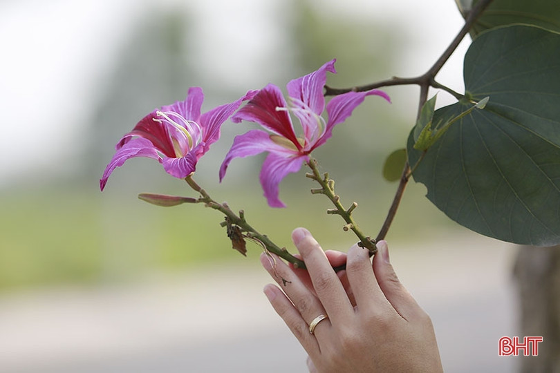 Vẻ đẹp của hoa ban trên cung đường dẫn tới Hoan Châu đệ nhất danh lam 