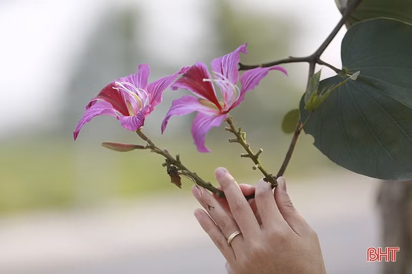 Vẻ đẹp của hoa ban trên cung đường dẫn tới Hoan Châu đệ nhất danh lam 