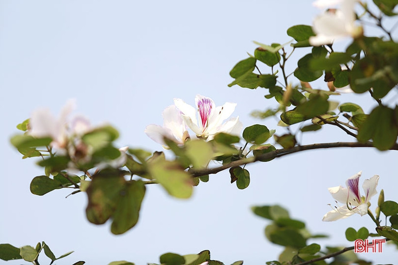 Vẻ đẹp của hoa ban trên cung đường dẫn tới Hoan Châu đệ nhất danh lam 