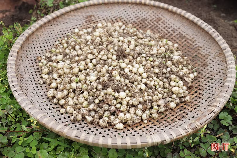 Hành tăm được giá, nông dân Hà Tĩnh thu hoạch tới đâu bán hết tới đó