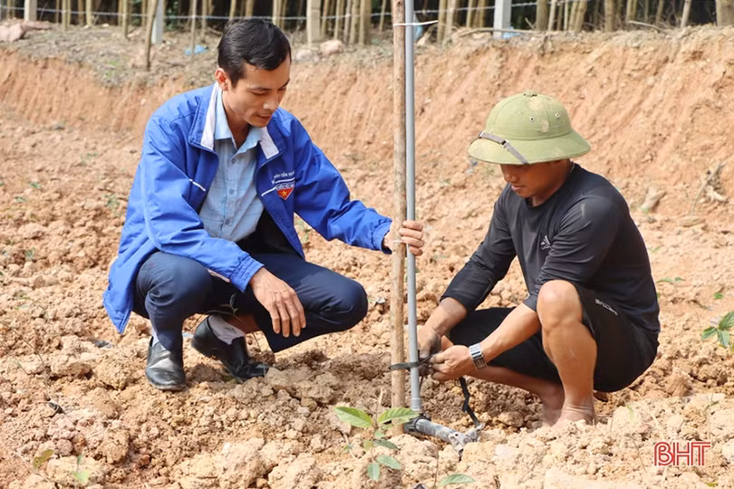 Thanh niên hoàn lương, trồng cây dược liệu ba kích trên đất đồi Kẻ Gỗ