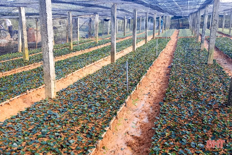 Năng suất cao, giá tốt, người trồng chè Kỳ Anh phấn khởi