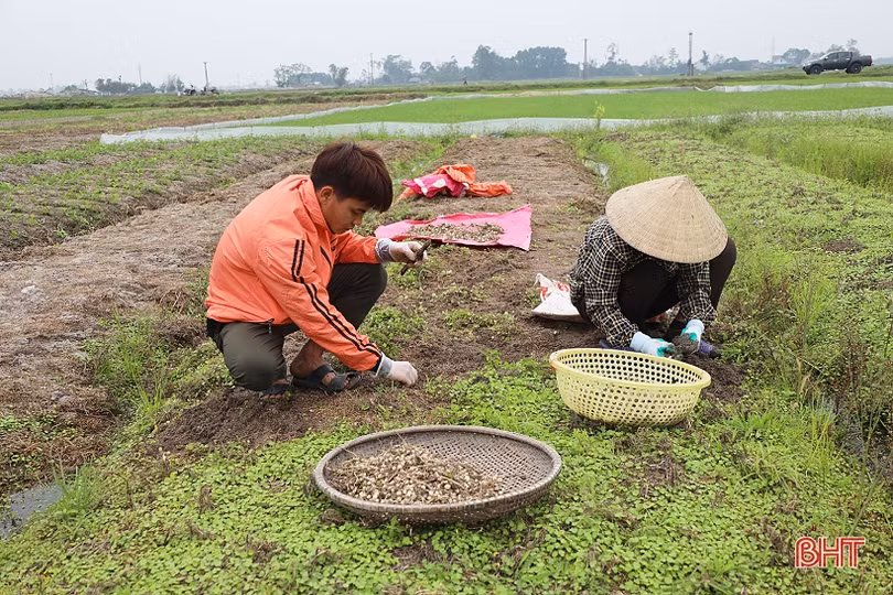 Hành tăm được giá, nông dân Hà Tĩnh thu hoạch tới đâu bán hết tới đó
