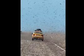 Châu chấu xuất hiện như 'tận thế' ở sa mạc Sahara