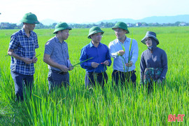 Triển khai các biện pháp cấp bách phòng trừ dịch bệnh trên cây trồng, vật nuôi