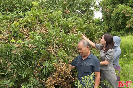 Nhãn sai quả, nông dân Hà Tĩnh phấn khởi thu hoạch