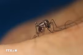 Giải mã nguyên nhân có người luôn bị muỗi "săn đuổi"