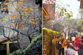 Vì sao cây hồng ở Hà Giang 'khổ nhất thế giới'?