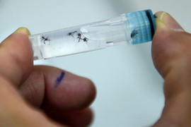 Vaccine đơn liều đầu tiên trên thế giới phòng bệnh sốt xuất huyết