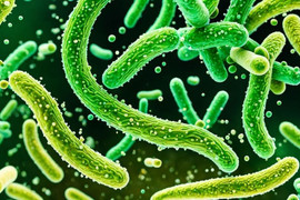 Phân biệt ung thư dạ dày và loét dạ dày