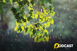 Podcast tản văn: Khi mùa hạ trở mình