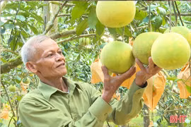 Thôn Khoai Vạc - rực vàng mùa bưởi chín