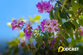 Podcast tản văn: Giai điệu tháng Năm