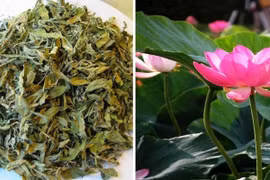 Vị thuốc quý từ lá sen