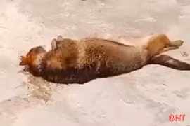 Chó béc-giê xổng chuồng cắn chết chủ nhà