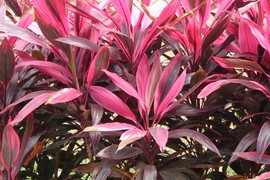 Tác dụng chữa bệnh của lá huyết dụ