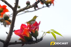 Podcast tản văn: Tháng ba - mùa thương nhớ