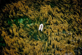 Ảnh chụp rong mơ ở Côn Đảo đoạt giải thưởng quốc tế