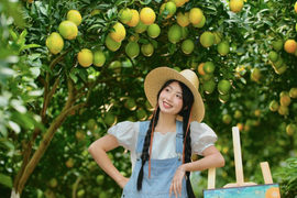 Vườn cam 'như phim' ở Mộc Châu