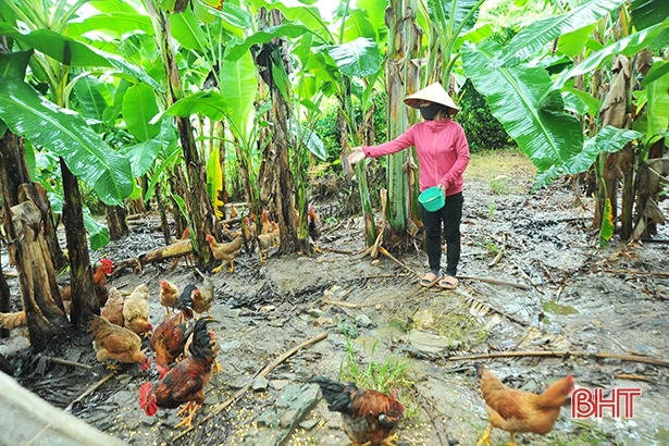 “Mở” cơ hội ứng dụng khoa học - kỹ thuật phát triển kinh tế vườn đồi ở Kỳ Anh