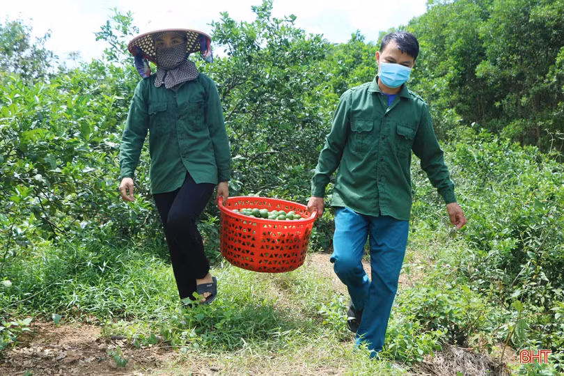 Nữ giám đốc hợp tác xã tiên phong đưa đặc sản của Vũ Quang vươn xa