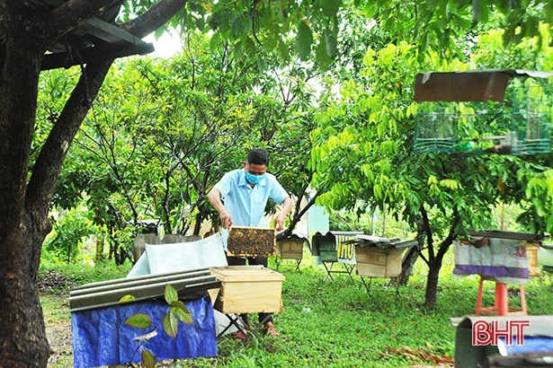 “Mở” cơ hội ứng dụng khoa học - kỹ thuật phát triển kinh tế vườn đồi ở Kỳ Anh