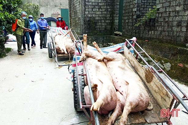 Đức Thọ tái xuất hiện dịch tả lợn châu Phi