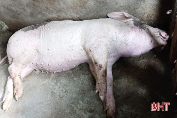 Vũ Quang tiêu hủy hơn 4 tạ gia súc mắc bệnh dịch tả lợn châu Phi