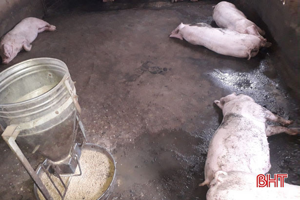 Vũ Quang tiêu hủy hơn 4 tạ gia súc mắc bệnh dịch tả lợn châu Phi