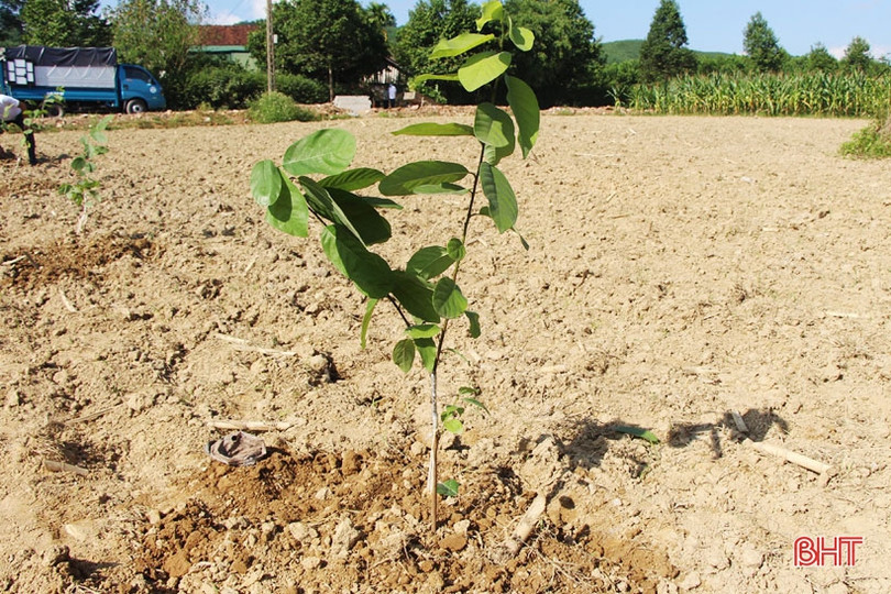 Vũ Quang trồng thí điểm hơn 2 ha giống na Đài Loan