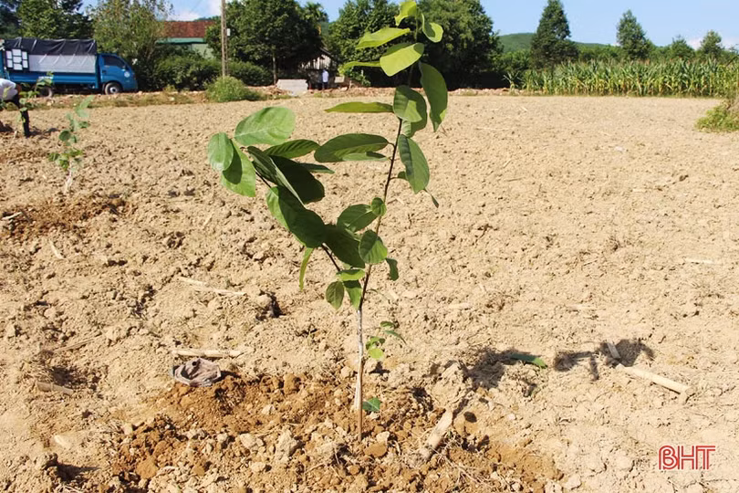 Vũ Quang trồng thí điểm hơn 2 ha giống na Đài Loan