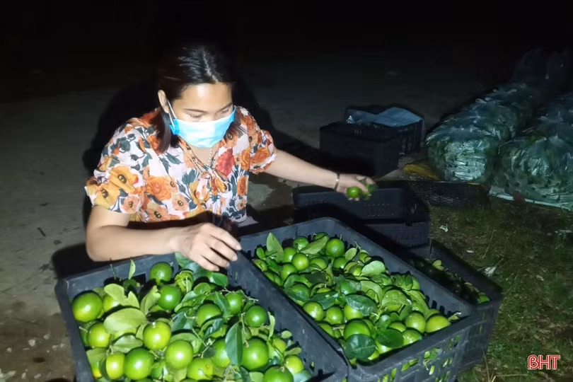 Nữ giám đốc hợp tác xã tiên phong đưa đặc sản của Vũ Quang vươn xa