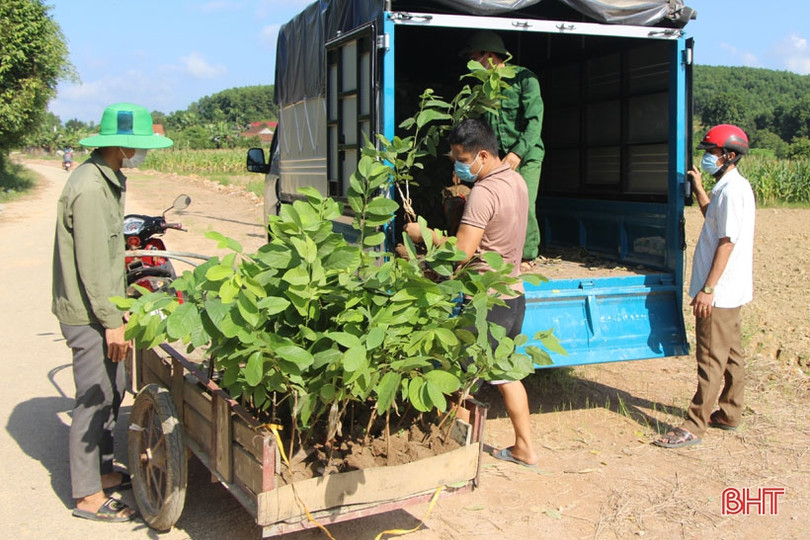 Vũ Quang trồng thí điểm hơn 2 ha giống na Đài Loan