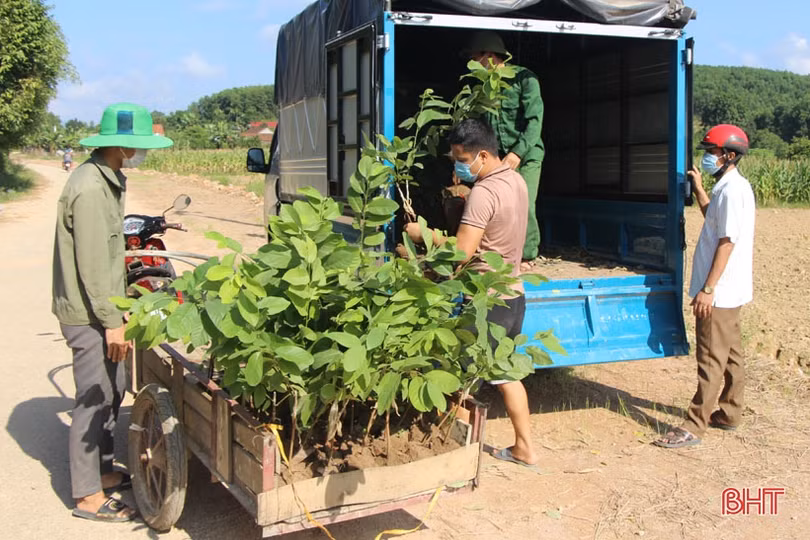 Vũ Quang trồng thí điểm hơn 2 ha giống na Đài Loan