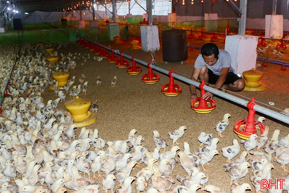 Giá gà thương phẩm tăng cao, người chăn nuôi "vơi bớt" khó khăn