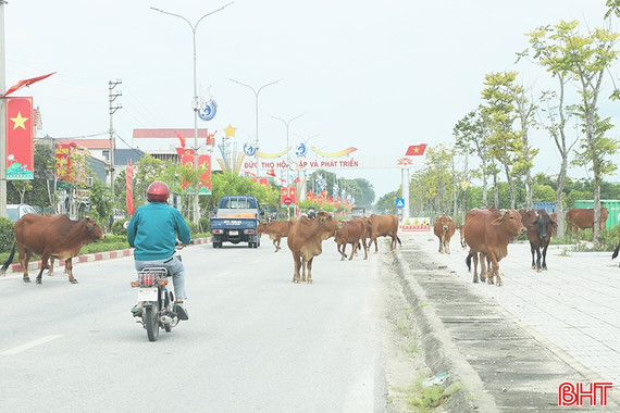 Thả rông gia súc trên đường, rình rập hiểm nguy tai nạn giao thông