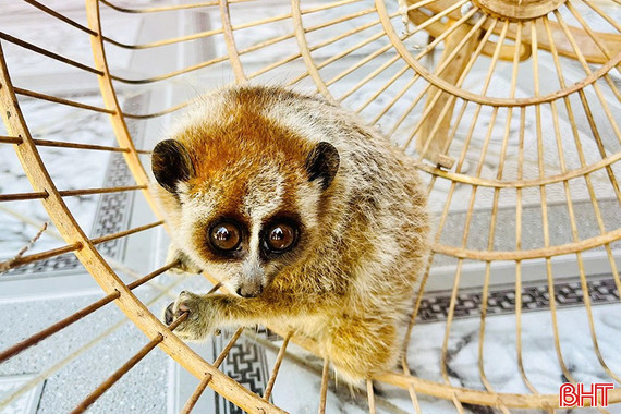 Bàn giao động vật nằm trong Sách Đỏ cho Vườn Quốc gia Vũ Quang