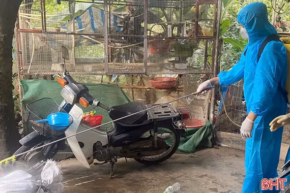 Hà Tĩnh siết chặt công tác phòng, chống dịch cúm gia cầm H5N1