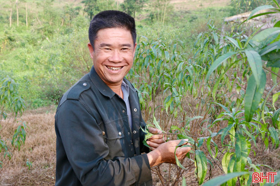 Người trồng đào phai Hà Tĩnh tất bật tuốt lá, kỳ vọng hoa nở đúng dịp Tết