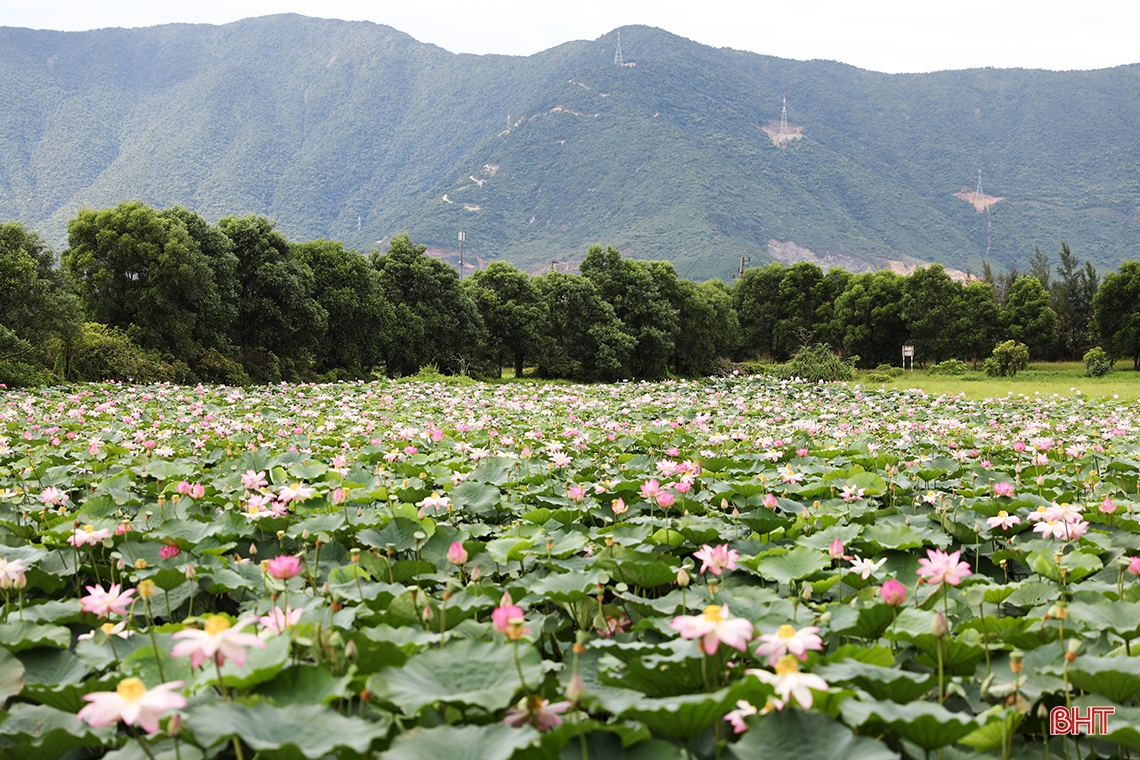 Hàng trăm cây chà là vào mùa quả chín ở nhà máy thép lớn nhất Hà Tĩnh