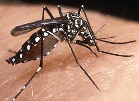 nhan biet va phong chong muoi van aedes truyen benh sot xuat huyet