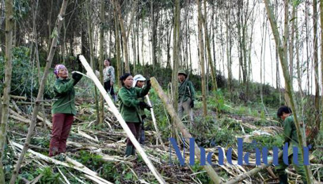 world bank chi 5 7 trieu usd cho du an quan ly bao ve rung