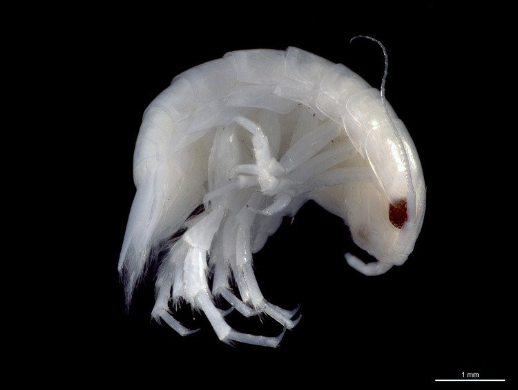 van con nhieu sinh vat duoi bien sau ma ta chua biet