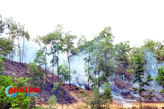 chay rung thong 10 nam tuoi o huong son